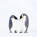 Mit einer intensiven Fotoarbeit über Kaiserpinguine siegt Stefan Christmann in der Kategorie "Collective Portfolio Award". Zwei Winter hatte er mit den Tieren in der Arktis verbracht. Ungefähr 64 Tage brüten die männlichen Tiere die Eier, indem sie diese auf ihre Füße legen und mit einer Bauchfalte bedecken. Auf dem Bild begutachten zwei Väter gegenseitig ihren Nachwuchs.