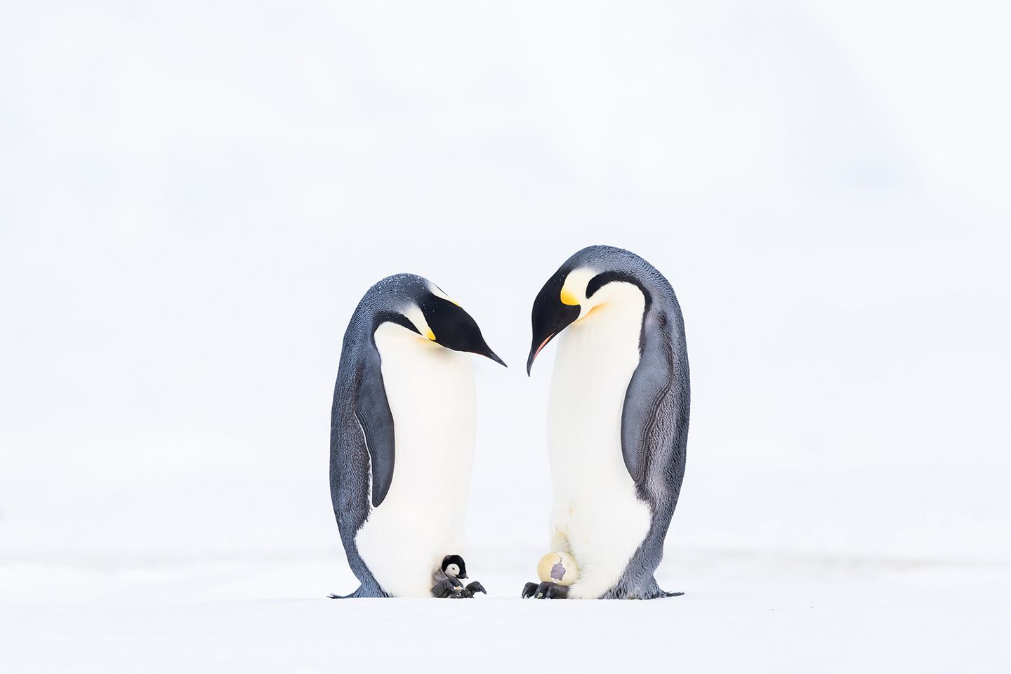 Mit einer intensiven Fotoarbeit über Kaiserpinguine siegt Stefan Christmann in der Kategorie "Collective Portfolio Award". Zwei Winter hatte er mit den Tieren in der Arktis verbracht. Ungefähr 64 Tage brüten die männlichen Tiere die Eier, indem sie diese auf ihre Füße legen und mit einer Bauchfalte bedecken. Auf dem Bild begutachten zwei Väter gegenseitig ihren Nachwuchs.
