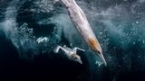 Einem Torpedo gleich scheint der Tölpel durchs Wasser zu schießen, auf der Jagd nach Beute. Der in der Luft und im Wasser wendige und schnelle Vogel hat an Land einen unbeholfen wirkenden Gang. Daher auch der Name Tölpel. Henley Spiers gewinnt mit dieser kraftvollen Aufnahme den zweiten Platz des Ocean Photography Awards