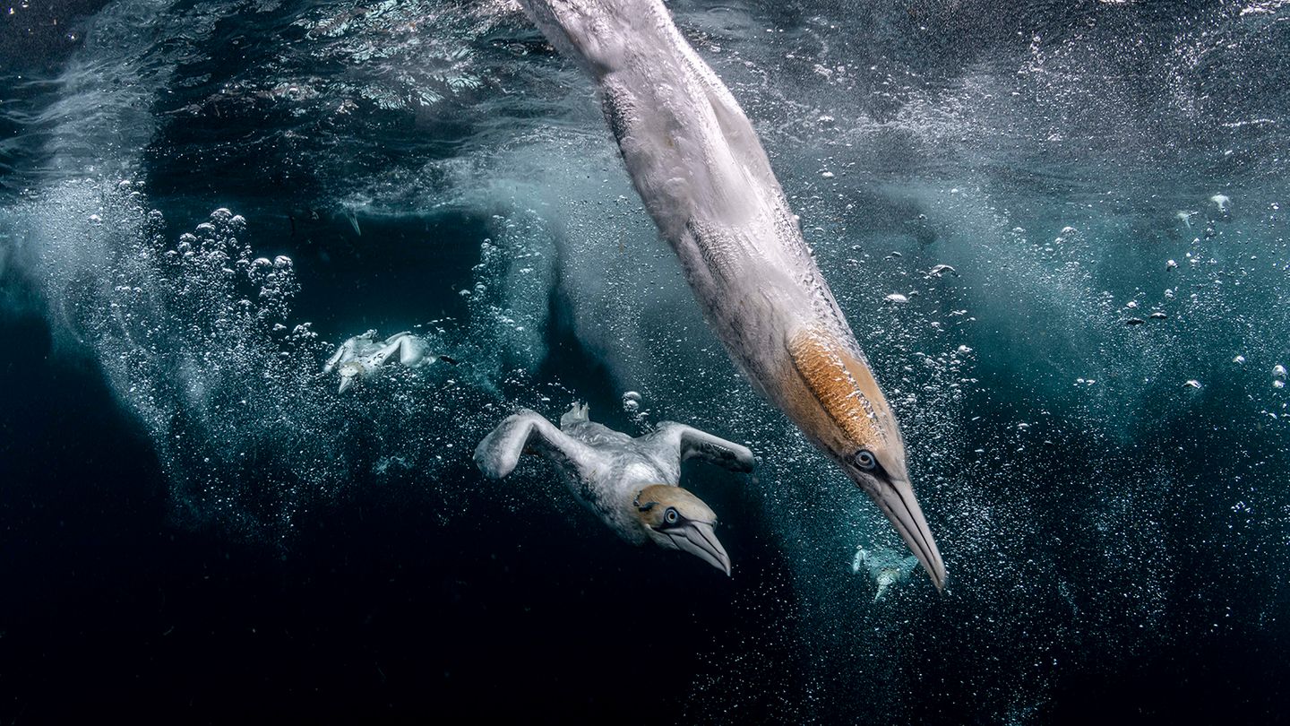Fotowettbewerb: Einem Torpedo gleich scheint der Tölpel durchs Wasser zu schießen, auf der Jagd nach Beute. Der in der Luft und im Wasser wendige und schnelle Vogel hat an Land einen unbeholfen wirkenden Gang. Daher auch der Name Tölpel. Henley Spiers gewinnt mit dieser kraftvollen Aufnahme den zweiten Platz des Ocean Photography Awards Einem Torpedo gleich scheint der Tölpel durchs Wasser zu schießen, auf der Jagd nach Beute. Der in der Luft und im Wasser wendige und schnelle Vogel hat an Land einen unbeholfen wirkenden Gang. Daher auch der Name Tölpel. Henley Spiers gewinnt mit dieser kraftvollen Aufnahme den zweiten Platz des Ocean Photography Awards