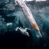 Einem Torpedo gleich scheint der Tölpel durchs Wasser zu schießen, auf der Jagd nach Beute. Der in der Luft und im Wasser wendige und schnelle Vogel hat an Land einen unbeholfen wirkenden Gang. Daher auch der Name Tölpel. Henley Spiers gewinnt mit dieser kraftvollen Aufnahme den zweiten Platz des Ocean Photography Awards