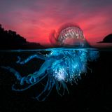 Eine Portugiesische Galeere unter apokalyptischen Himmel fängt Matty Smith mit seiner Kamera ein. Er wird Zweiter in der Kategorie "Collective Portfolio Award".