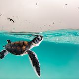 Bedrohlich kreisen die Vögel über der frisch geschlüpften Grünen Meeresschildkröte, die auftaucht, um Luft zu holen. Hannah Le Leu wird mit dieser Aufnahme "Young Ocean Photographer of the Year."