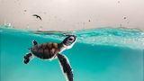 Bedrohlich kreisen die Vögel über der frisch geschlüpften Grünen Meeresschildkröte, die auftaucht, um Luft zu holen. Hannah Le Leu wird mit dieser Aufnahme "Young Ocean Photographer of the Year."