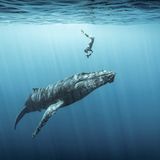 Schon der Vater von Sebastien Pontoizeau war Apnoetaucher. Sebastien wuchs sozusagen im Meer auf, verband diese Leidenschaft aber erst spät mit der Fotografie. Mit mittlerweile beeindruckenden Ergebnissen, wie diese Aufnahme einer Begegnung zwischen Buckelwal und Mensch zeigt. Der Fotograf wird Dritter in der Kategorie "Adventure Photographer of the Year"