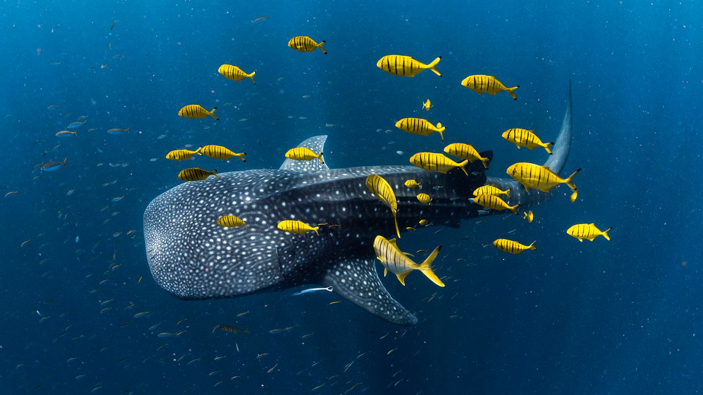 Goldene Makrelen umschwärmen einen Walhai im Ningaloo Reef. Ein Portfolio über die Unterwasserwelt Western Australias und West-Neuguineas bringt dem Australier Alex Kydd den dritten Platz in der Kategorie "Collective Portfolio Award". 