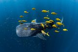 Goldene Makrelen umschwärmen einen Walhai im Ningaloo Reef. Ein Portfolio über die Unterwasserwelt Western Australias und West-Neuguineas bringt dem Australier Alex Kydd den dritten Platz in der Kategorie "Collective Portfolio Award". 