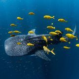 Goldene Makrelen umschwärmen einen Walhai im Ningaloo Reef. Ein Portfolio über die Unterwasserwelt Western Australias und West-Neuguineas bringt dem Australier Alex Kydd den dritten Platz in der Kategorie "Collective Portfolio Award". 