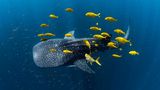 Goldene Makrelen umschwärmen einen Walhai im Ningaloo Reef. Ein Portfolio über die Unterwasserwelt Western Australias und West-Neuguineas bringt dem Australier Alex Kydd den dritten Platz in der Kategorie "Collective Portfolio Award". 