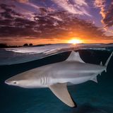 Perfekt abgepasst wirkt die Aufnahme von Renee Capozzola. Die Rückenflosse des Schwarzspitzen-Riffhais ist auf einer Linie mit der untergehenden Sonne. Capozzola, bekannt für ihre Split-Shots, hat einen Stroboskopblitz eingesetzt, um den Unterwasserbereich auszuleuchten. Ein erster Platz für die Fotografin in der Kategorie "Female Fifty Fathoms Award".