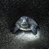 Durch den Tipp einer Kollegin wurde Aimee Jan auf eine Grüne Schildkröte inmitten eines Fischschwarms aufmerksam. Mit der Aufnahme, die im Ningaloo Reef in Western Australia entstand, gewinnt die Fotografin  den Ocean Photography Awards