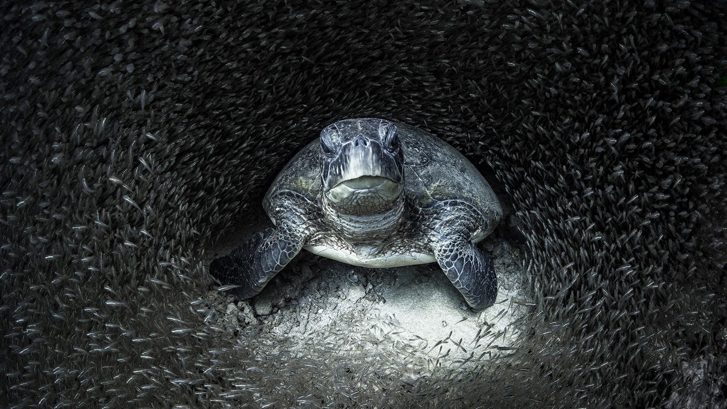 Durch den Tipp einer Kollegin wurde Aimee Jan auf eine Grüne Schildkröte inmitten eines Fischschwarms aufmerksam. Mit der Aufnahme, die im Ningaloo Reef in Western Australia entstand, gewinnt die Fotografin  den Ocean Photography Awards