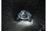 Durch den Tipp einer Kollegin wurde Aimee Jan auf eine Grüne Schildkröte inmitten eines Fischschwarms aufmerksam. Mit der Aufnahme, die im Ningaloo Reef in Western Australia entstand, gewinnt die Fotografin  den Ocean Photography Awards
