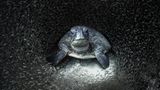 Durch den Tipp einer Kollegin wurde Aimee Jan auf eine Grüne Schildkröte inmitten eines Fischschwarms aufmerksam. Mit der Aufnahme, die im Ningaloo Reef in Western Australia entstand, gewinnt die Fotografin  den Ocean Photography Awards