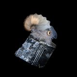 In den Gewässern der Philippinen fotografierte Steven Kovacs einen weiblichen Papierbooten, der in einem Stück Müll durch das Meer treibt. Ein dritter Platz in der Kategorie "Conservation Photographer of the Year" für dieses traurige Bild.