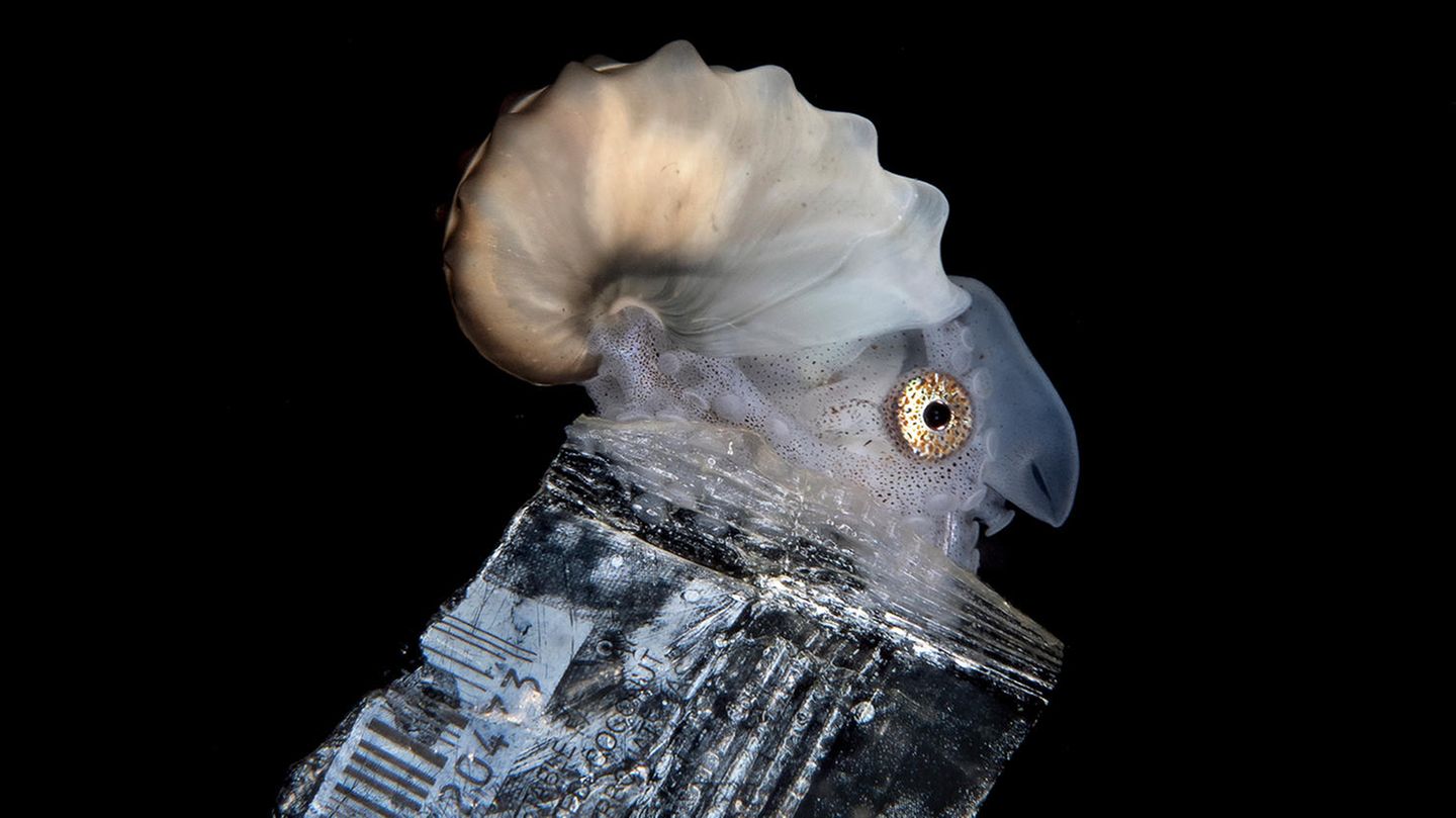 In den Gewässern der Philippinen fotografierte Steven Kovacs einen weiblichen Papierbooten, der in einem Stück Müll durch das Meer treibt. Ein dritter Platz in der Kategorie "Conservation Photographer of the Year" für dieses traurige Bild.