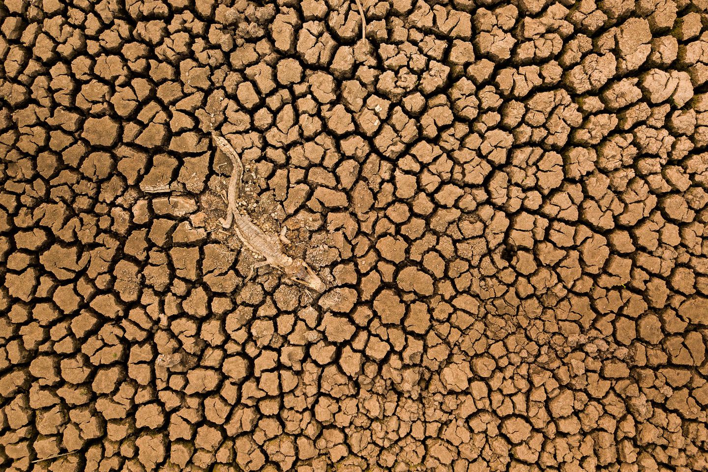 Ein ikonisches Bild der großen Dürre im brasilianischen Pantanal gelingt Daniel De Granville Manço mit einer Drohne. Der Kadaver eines Brillenkaiman liegt auf dem ausgetrocknetem Boden. Das Pantanal ist eines der größten Feuchtgebiete der Erde und seit 2019 von anhaltender Trockenheit betroffen