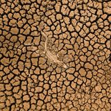 Ein ikonisches Bild der großen Dürre im brasilianischen Pantanal gelingt Daniel De Granville Manço mit einer Drohne. Der Kadaver eines Brillenkaiman liegt auf dem ausgetrocknetem Boden. Das Pantanal ist eines der größten Feuchtgebiete der Erde und seit 2019 von anhaltender Trockenheit betroffen