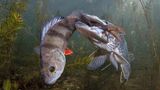 Viktor Vrbovsky aus Tschechien fotografiert eine mühselige Beuteszene. Ein Hecht hat einen Barsch gefangen und will diesen fressen. Eine Stunde lang beobachtet der Fotograf die Versuche des Jagdfisches, seine (zu) große Beute zu verspeisen – ohne Veränderung. Ein dritter Platz in der Kategorie "Wildlife" für diese eindrucksvolle Unterwasserszene.