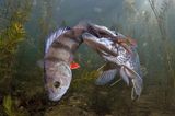 Viktor Vrbovsky aus Tschechien fotografiert eine mühselige Beuteszene. Ein Hecht hat einen Barsch gefangen und will diesen fressen. Eine Stunde lang beobachtet der Fotograf die Versuche des Jagdfisches, seine (zu) große Beute zu verspeisen – ohne Veränderung. Ein dritter Platz in der Kategorie "Wildlife" für diese eindrucksvolle Unterwasserszene.