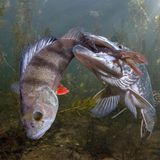 Viktor Vrbovsky aus Tschechien fotografiert eine mühselige Beuteszene. Ein Hecht hat einen Barsch gefangen und will diesen fressen. Eine Stunde lang beobachtet der Fotograf die Versuche des Jagdfisches, seine (zu) große Beute zu verspeisen – ohne Veränderung. Ein dritter Platz in der Kategorie "Wildlife" für diese eindrucksvolle Unterwasserszene.