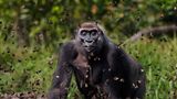 Ein Bild voller Leichtigkeit: Ein weiblicher Westlicher Flachlandgorilla wird umringt von einem Schwarm Schmetterlingen, die Augen geschlossen. Anup Shah gewinnt mit dieser faszinierenden Aufnahme aus dem afrikanischen Dzanga-Sangha-Schutzgebiet den "Grand Prize".
