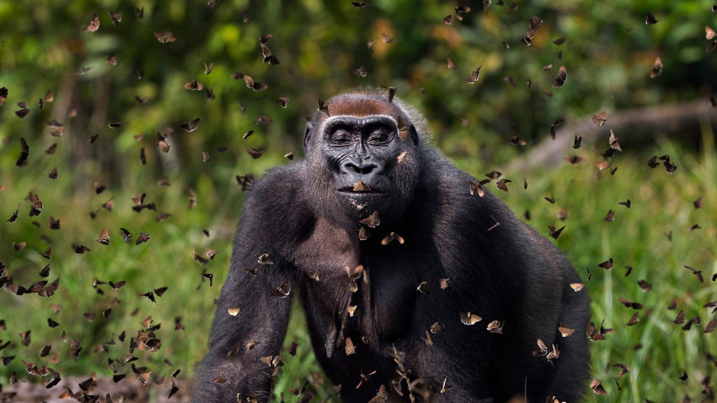 Ein Bild voller Leichtigkeit: Ein weiblicher Westlicher Flachlandgorilla wird umringt von einem Schwarm Schmetterlingen, die Augen geschlossen. Anup Shah gewinnt mit dieser faszinierenden Aufnahme aus dem afrikanischen Dzanga-Sangha-Schutzgebiet den "Grand Prize".