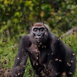 Ein Bild voller Leichtigkeit: Ein weiblicher Westlicher Flachlandgorilla wird umringt von einem Schwarm Schmetterlingen, die Augen geschlossen. Anup Shah gewinnt mit dieser faszinierenden Aufnahme aus dem afrikanischen Dzanga-Sangha-Schutzgebiet den "Grand Prize".