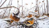 Für die Vogelwelt ein Schlaraffenland: Aufgrund hoher Wasserstände konnte das Sonnenblumenfeld in Polen nicht gemäht werden. So erfreuen sich hauptsächlich Grünfinken und Stieglitze daran. Mateusz Piesiak gewinnt den zweiten Preis in der Kategorie „Wildlife“