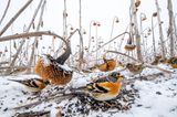 Für die Vogelwelt ein Schlaraffenland: Aufgrund hoher Wasserstände konnte das Sonnenblumenfeld in Polen nicht gemäht werden. So erfreuen sich hauptsächlich Grünfinken und Stieglitze daran. Mateusz Piesiak gewinnt den zweiten Preis in der Kategorie „Wildlife“