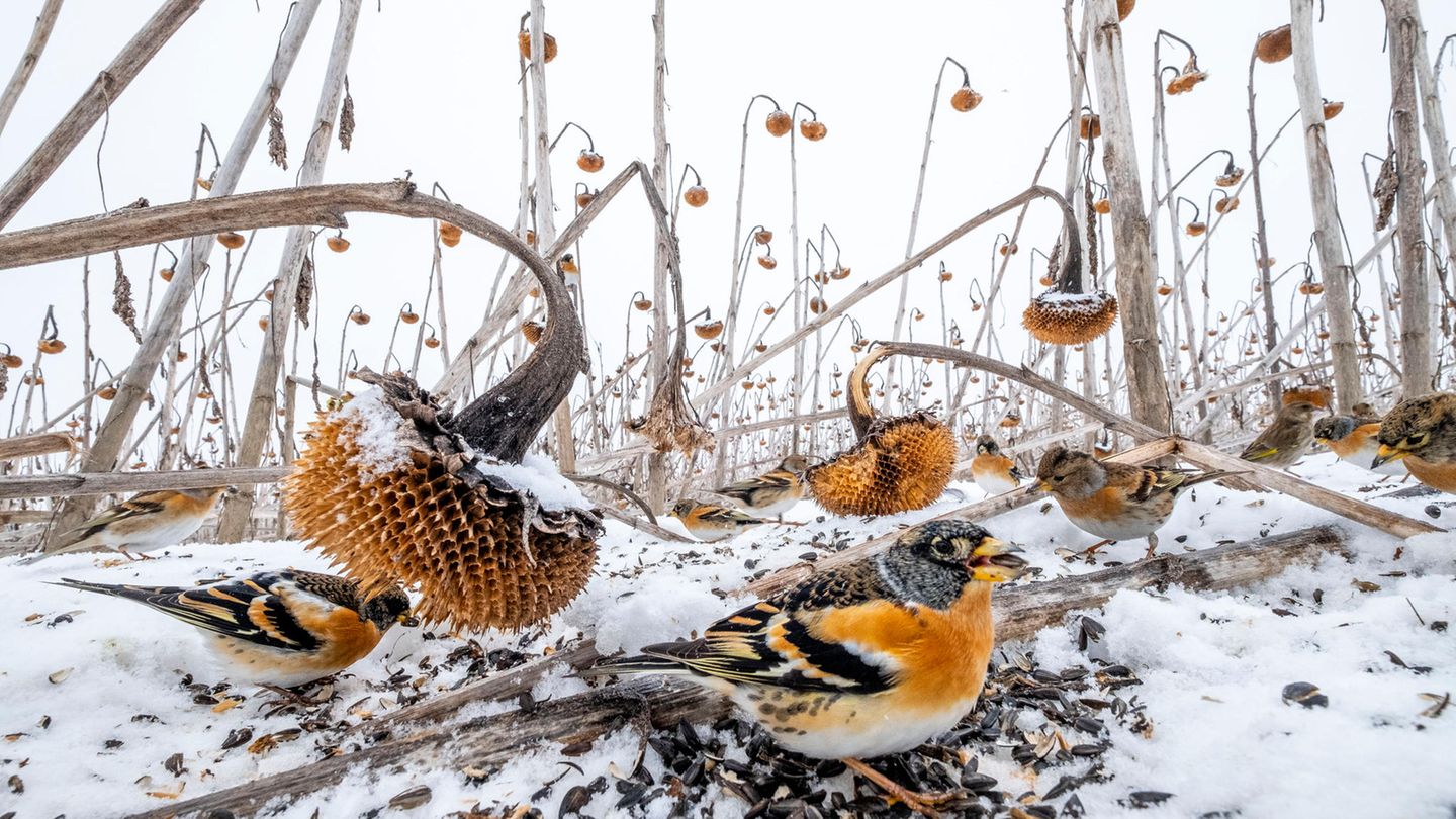 Ausgezeichnet von Naturschützern: Für die Vogelwelt ein Schlaraffenland: Aufgrund hoher Wasserstände konnte das Sonnenblumenfeld in Polen nicht gemäht werden. So erfreuen sich hauptsächlich Grünfinken und Stieglitze daran. Mateusz Piesiak gewinnt den zweiten Preis in der Kategorie "Wildlife" Für die Vogelwelt ein Schlaraffenland: Aufgrund hoher Wasserstände konnte das Sonnenblumenfeld in Polen nicht gemäht werden. So erfreuen sich hauptsächlich Grünfinken und Stieglitze daran. Mateusz Piesiak gewinnt den zweiten Preis in der Kategorie „Wildlife“