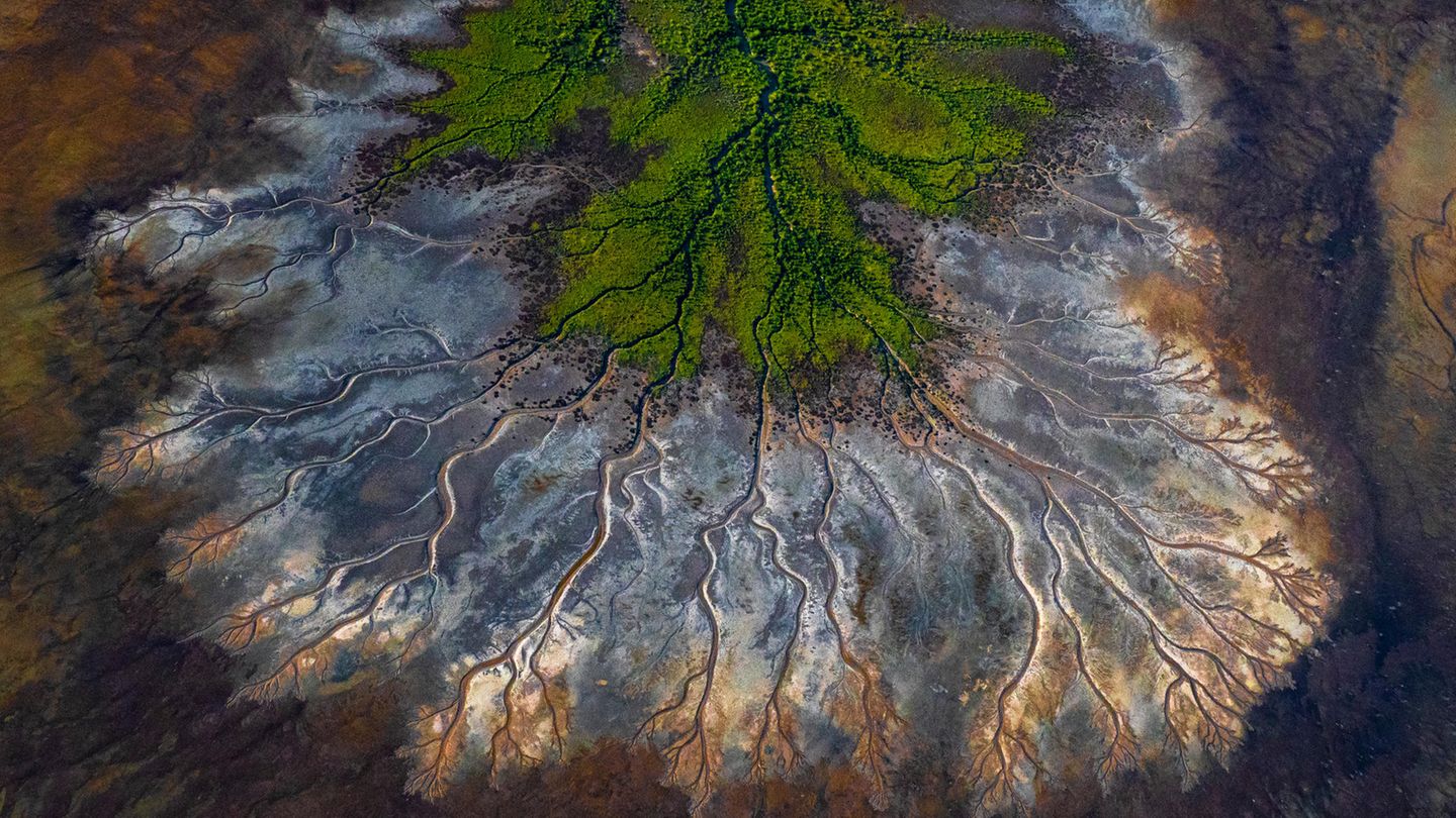 Ausgezeichnet von Naturschützern: "Life colour" nennt Scott Portelli seine Luftaufnahme, die den Golf von Carpentaria in Australien während der Regenzeit zeigt. Üppige grüne Mangroven säumen das Watt, eine Vielzahl von gewundenen Flüssen, Bächen und Flussmündungen schaffen ein komplexes und lebendiges Ökosystem „Life colour“ nennt Scott Portelli seine Luftaufnahme: Der Golf von Carpentaria in Australien während der Regenzeit. Üppige grüne Mangroven säumen das Watt, eine Vielzahl von gewundenen Flüssen, Bächen und Flussmündungen schaffen ein komplexes und lebendiges Ökosystem. Diese „Lebensfarben“ erhalten eine lobende Erwähnung in der Kategorie „Landscape“.