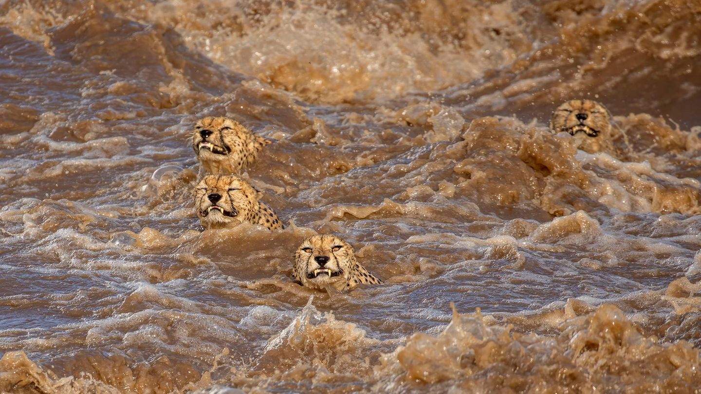Starke Regenfälle verwandeln den australischen Talek-Fluss in eine gefährliche Strömung. Fünf männliche Geparden versuchen das reißende Gewässer zu durchqueren und erreichen zur Erleichterung des Fotografen die andere Seite. Buddhilini de Soyzaw wird mit diesem Bild Sieger in der Kategorie „Wildlife“.