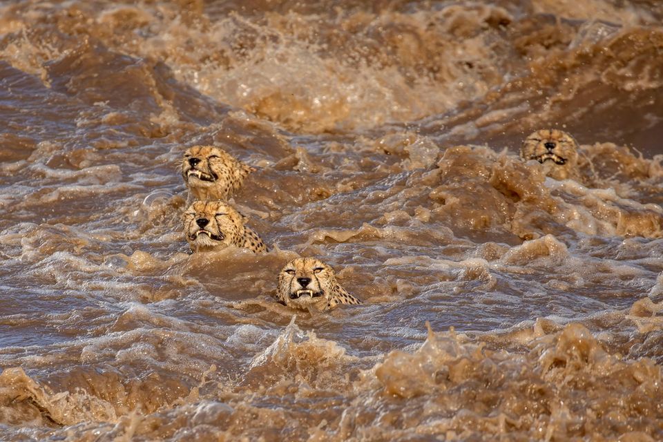 Starke Regenfälle verwandeln den australischen Talek-Fluss in eine gefährliche Strömung. Fünf männliche Geparden versuchen das reißende Gewässer zu durchqueren und erreichen zur Erleichterung des Fotografen die andere Seite. Buddhilini de Soyzaw wird mit diesem Bild Sieger in der Kategorie „Wildlife“.