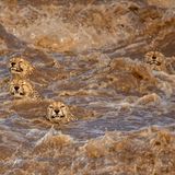 Starke Regenfälle verwandeln den australischen Talek-Fluss in eine gefährliche Strömung. Fünf männliche Geparden versuchen das reißende Gewässer zu durchqueren und erreichen zur Erleichterung des Fotografen die andere Seite. Buddhilini de Soyzaw wird mit diesem Bild Sieger in der Kategorie „Wildlife“.