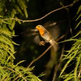 13.10.2021      "Rotkehlchen beim Rüttelflug."      Kamera: Nikon D7200 / Sigma 150-600mm C