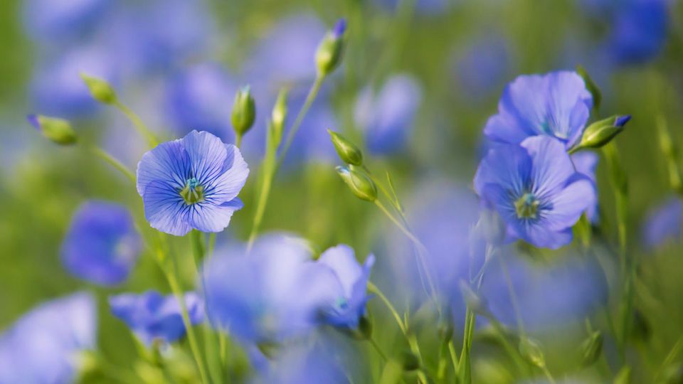 Flachs (Linum usitatissimum) Flachs (Linum usitatissimum)