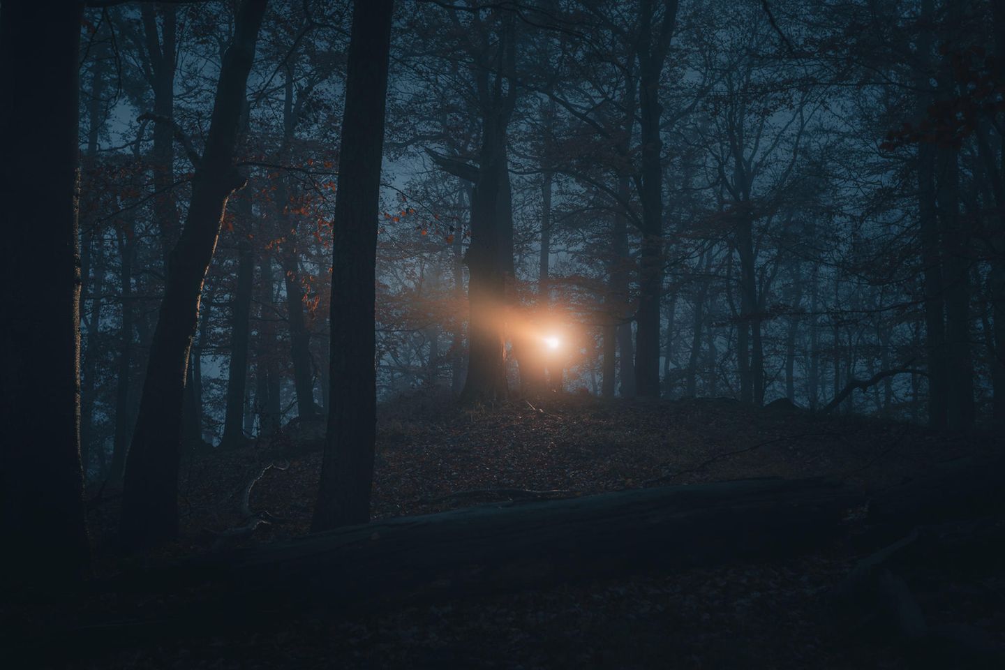 Eine Nachtwanderung unternehmen Nachtwanderung im Wald