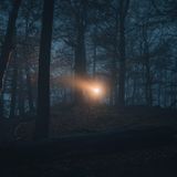 Nachtwanderung im Wald