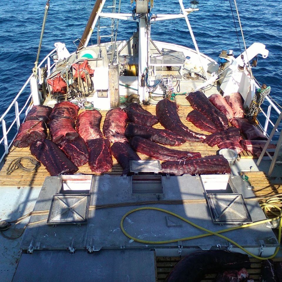 Walfleisch an Bord eines norwegischen Walfängers: Das skandinavische Land ignoriert das seit 1986 geltende, internationale Verbot des kommerziellen Walfangs