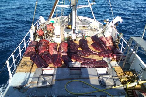 Walfleisch an Bord eines norwegischen Walfängers: Das skandinavische Land ignoriert das seit 1986 geltende, internationale Verbot des kommerziellen Walfangs