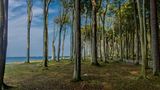 Gespensterwald von Nienhagen an der Ostseeküste
