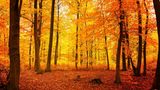 Buchenwald von Grumsin im Herbst