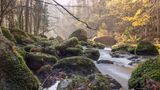 Fluss im Triebtal im Vogtland