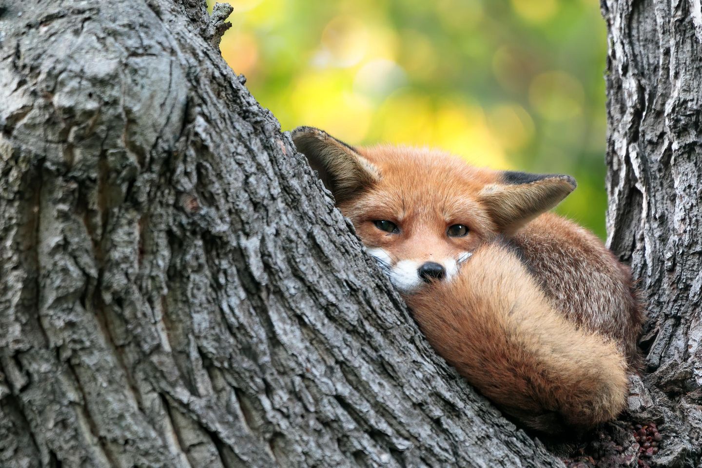 19.10.2021      "Dieser junge Fuchs hat die Angewohnheit seine Tage hoch oben in einem Baum zu verbringen. Vermutlich weil er dort vor etwaigen Störungen durch Hunde sicher ist. Ein tolles Highlight in einer sonst hektischen Stadt!"      Ort: Wiesbaden  Kamera: Canon 5D IV mit Sigma 150-600mm Contemporary  Mehr Fotos von Dennis Rodler