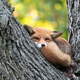 19.10.2021      "Dieser junge Fuchs hat die Angewohnheit seine Tage hoch oben in einem Baum zu verbringen. Vermutlich weil er dort vor etwaigen Störungen durch Hunde sicher ist. Ein tolles Highlight in einer sonst hektischen Stadt!"      Ort: Wiesbaden  Kamera: Canon 5D IV mit Sigma 150-600mm Contemporary  Mehr Fotos von Dennis Rodler