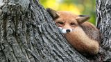 19.10.2021      "Dieser junge Fuchs hat die Angewohnheit seine Tage hoch oben in einem Baum zu verbringen. Vermutlich weil er dort vor etwaigen Störungen durch Hunde sicher ist. Ein tolles Highlight in einer sonst hektischen Stadt!"      Ort: Wiesbaden  Kamera: Canon 5D IV mit Sigma 150-600mm Contemporary  Mehr Fotos von Dennis Rodler