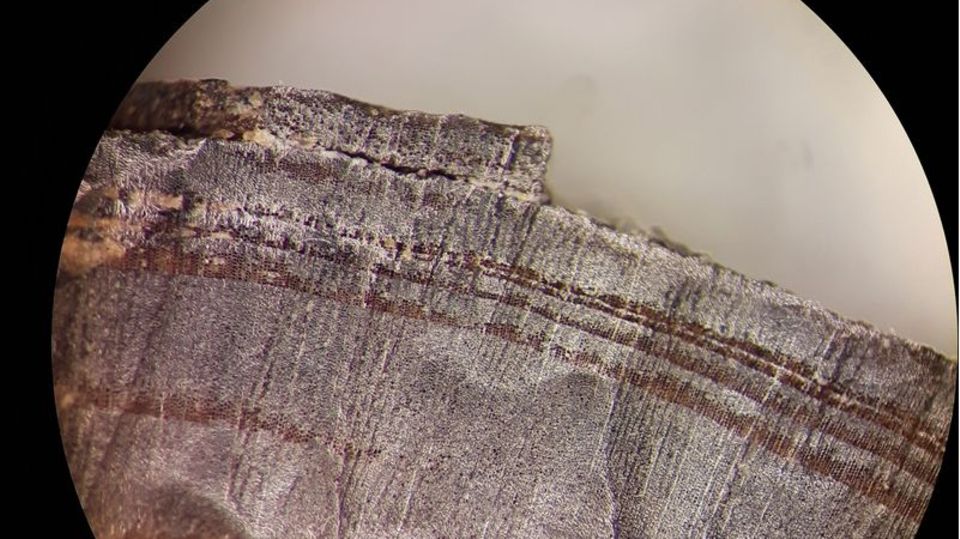 Vor genau tausend Jahren, im Jahr 1021, könnten bereits Wikinger in Nordamerika gelebt haben. Das schließen Wissenschaftlerinnen und Wissenschaftler aus der Untersuchung von drei Holzstücken. Foto: Petra Doeve/Springer Nature/dpa Wikinger in Amerika