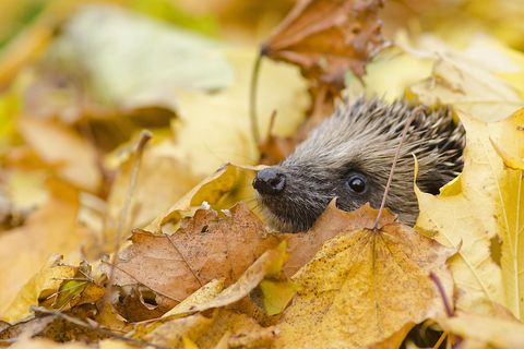 Tier des Jahres: Entgegen ihrer sonstigen Gewohnheiten suchen Igel im Herbst auch tagsüber nach Futter