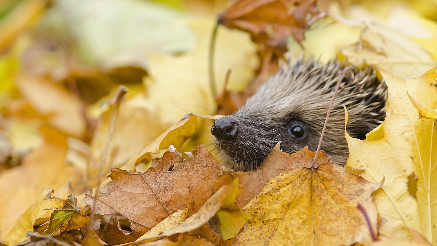 Tier des Jahres: Entgegen ihrer sonstigen Gewohnheiten suchen Igel im Herbst auch tagsüber nach Futter